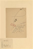 藏品(球穗扁莎)的圖片